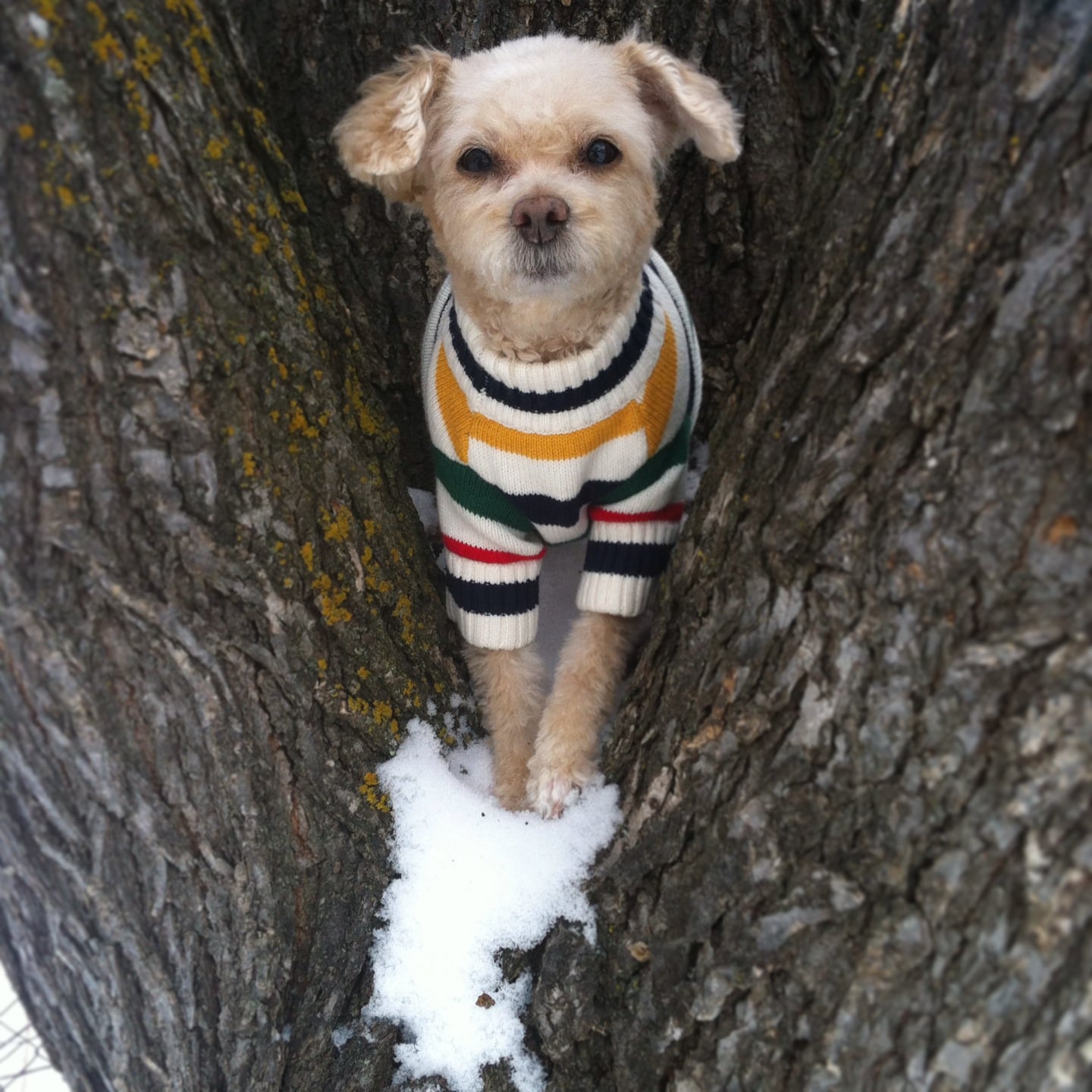 Pets photography by TAG Photography