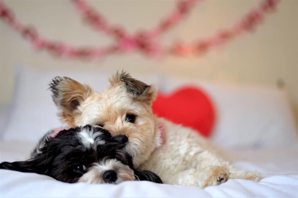Pet photography in Winnipeg — photograph by TAG Photography